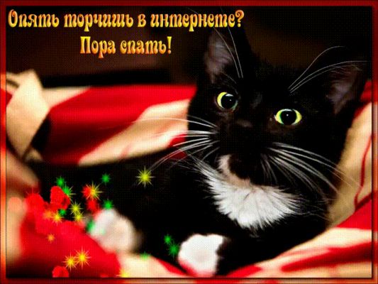 Открытка «Доброй ночи»: Доброй ночи: Смешной кот напоминает про сон. Тэги: проза