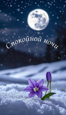 Открытка «Спокойной ночи»: Спокойной ночи: Нежные фиолетовые цветы на снегу. Тэги: Спокойной ночи, красивые, Спокойно…