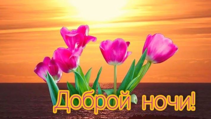 Открытка «Доброй ночи»: Открытка Доброй ночи: Розовые тюльпаны на фоне моря.