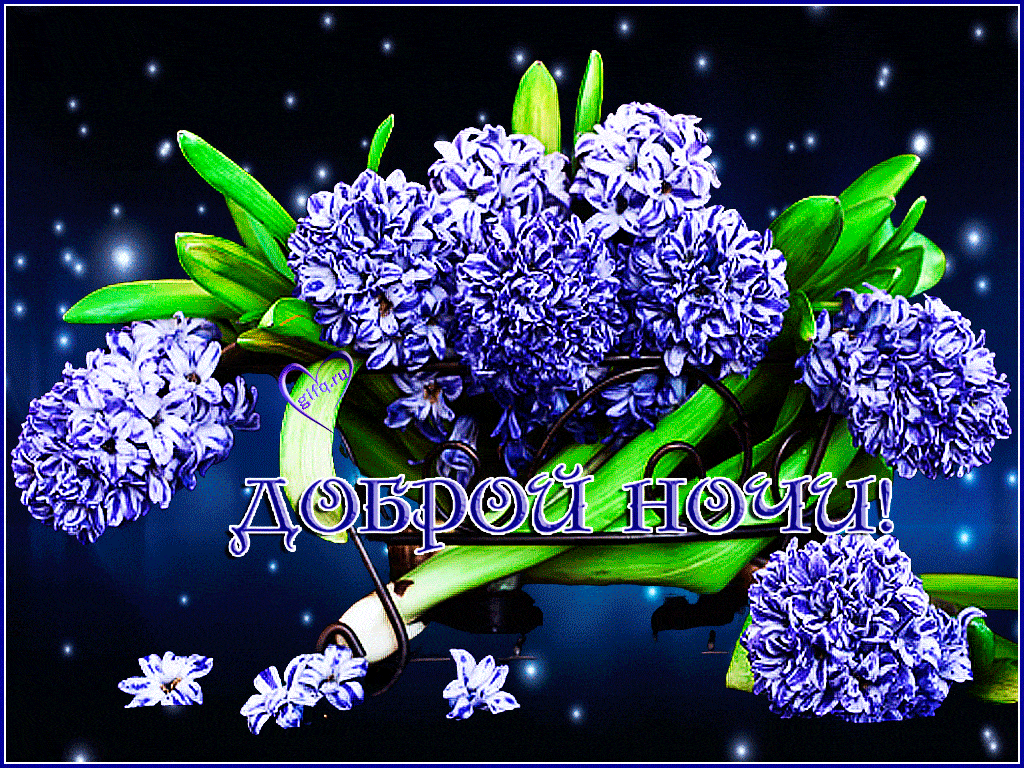 Открытка «Доброй ночи»: Доброй ночи: прекрасный букет гиацинтов на фоне звезд.