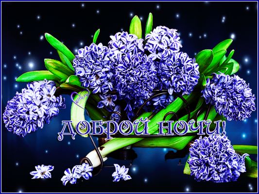 Открытка «Доброй ночи»: Доброй ночи: прекрасный букет гиацинтов на фоне звезд.