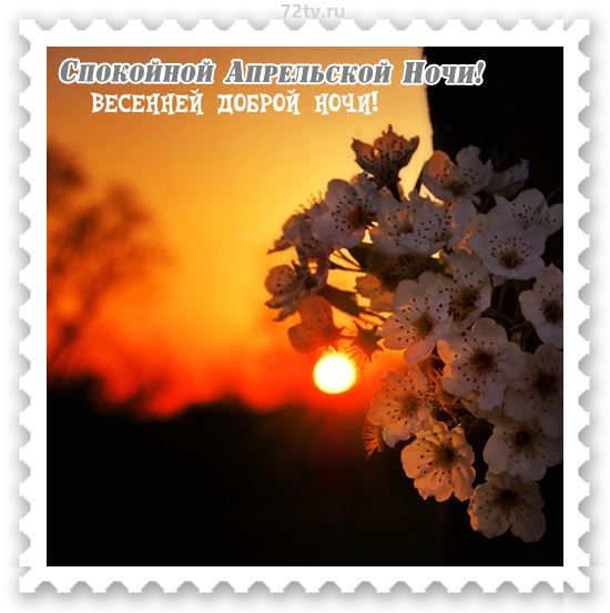 Открытка «Спокойной ночи»: Спокойной ночи: Нежная открытка с весенними цветами. Тэги: Спокойной ночи, красивые…