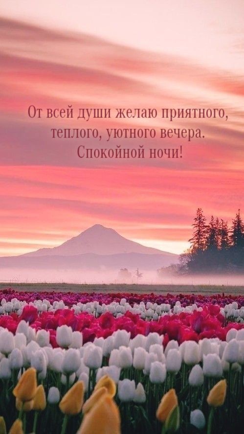 Открытка «Доброй ночи»: Спокойной ночи: Приятный вечер с тюльпанами.