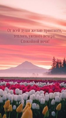 Открытка «Доброй ночи»: Спокойной ночи: Приятный вечер с тюльпанами.