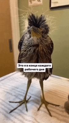 Открытка «С добрым утром»: С добрым утром! И немного растрепанное настроение. Тэги: животное, пожелание, позитивная…