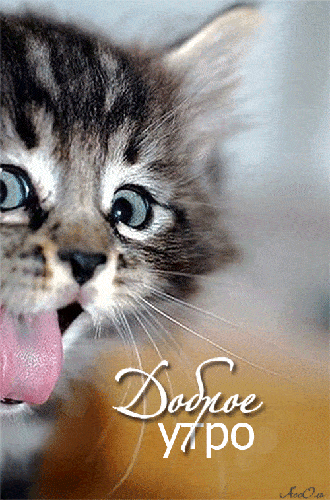 Открытка «С добрым утром»: Доброе утро! Милый котёнок с озорным язычком. Тэги: кот, животное, пожелание, отличное нас…