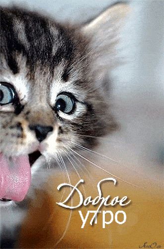 Открытка «С добрым утром»: Доброе утро! Милый котёнок с озорным язычком. Тэги: кот, животное, пожелание, отличное нас…
