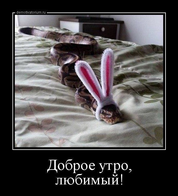 Открытка «С добрым утром»: Доброе утро, любимый! Забавный питон в ушах. Тэги: С добрым утром, для поднятия настроение…