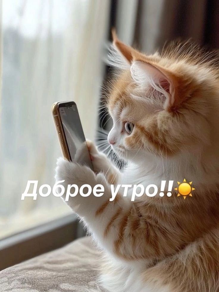 Открытка «С добрым утром»: Доброе утро с пушистым приветом!. Тэги: хорошего дня, кот, животное, пожелание, позитивная…