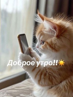 Открытка «С добрым утром»: Доброе утро с пушистым приветом!. Тэги: хорошего дня, кот, животное, пожелание, позитивная…