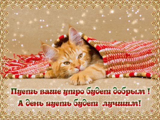 Открытка «С добрым утром»: С добрым утром! Уютный кот под пледом для лучшего дня. Тэги: Добрый день, С добрым утром…