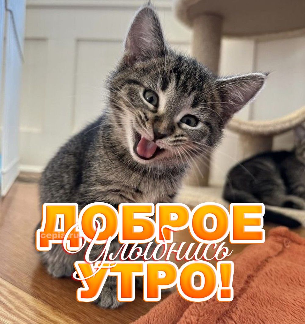 Открытка «С добрым утром»: Доброе утро! Улыбнись с милым котёнком. Тэги: С добрым утром, для поднятия настроением!…