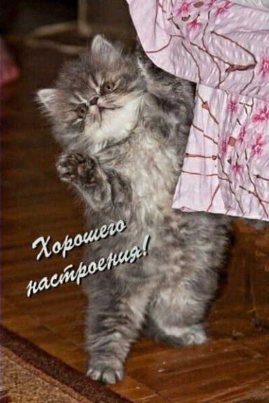 Открытка «С добрым утром»: Доброе утро! Отличного настроения от котёнка!. Тэги: кот, животное, пожелание, утро, друг…