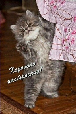 Открытка «С добрым утром»: Доброе утро! Отличного настроения от котёнка!. Тэги: кот, животное, пожелание, утро, друг…