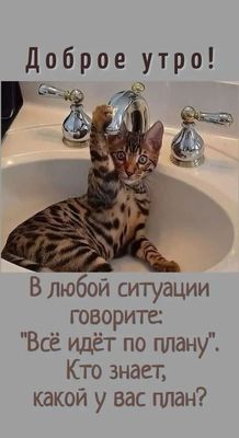 Открытка «С добрым утром»: Доброе утро! Кот, кран и отличный план!. Тэги: хорошего дня, кот, животное, пожелание…