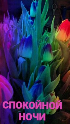 Открытка «Спокойной ночи»: Спокойной ночи: Светящийся букет неоновых тюльпанов. Тэги: Спокойной ночи, красивые…