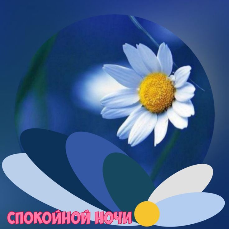 Открытка «Спокойной ночи»: Открытка Спокойной ночи: нежная ромашка на синем фоне. Тэги: Спокойной ночи, красивые…