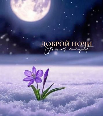 Открытка «Добрый день»: Доброй ночи: Нежный цветок на снегу при луне. Тэги: Доброй ночи, Спокойной ночи, Добрый день…