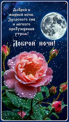 Открытка «Доброй ночи»: Доброй ночи: Нежная роза и полная луна. Тэги: мирный