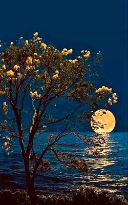Открытка «Спокойной ночи»: Спокойной ночи: Красивый лунный пейзаж с деревом. Тэги: Спокойной ночи, красивые, Спокойно…