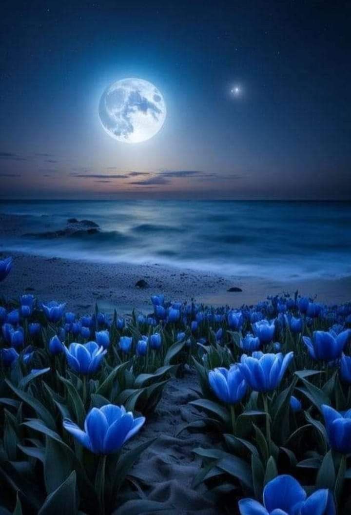 Открытка «Доброй ночи»: Доброй ночи: Волшебный берег с синими тюльпанами и луной. Тэги: Спокойной ночи, Спокойной ночи…