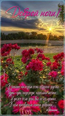 Открытка «Доброй ночи»: Доброй ночи: Красивый закат и нежные розы.