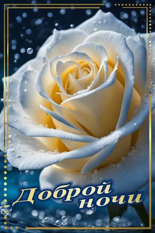 Открытка «Доброй ночи»: Доброй ночи: волшебная бело-желтая роза.