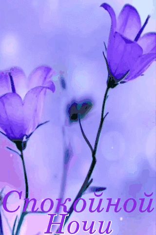 Открытка «Доброй ночи»: «Спокойной ночи»: нежные фиолетовые колокольчики.
