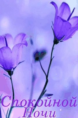 Открытка «Доброй ночи»: «Спокойной ночи»: нежные фиолетовые колокольчики.