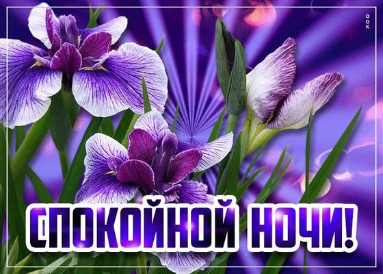 Открытка «Спокойной ночи»: Пожелание спокойной ночи: фиолетовые ирисы. Тэги: Спокойной ночи, красивые, Спокойной ночи…