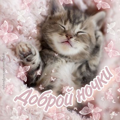 Открытка «Доброй ночи»: Доброй ночи: милый спящий котенок и бабочки.