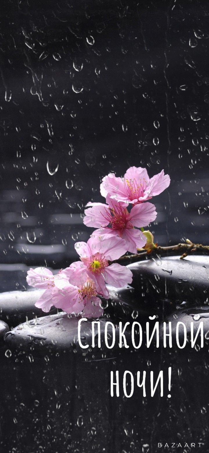 Открытка «Спокойной ночи»: Спокойной ночи: «Нежная сакура под дождем». Тэги: Спокойной ночи, красивые, Спокойной ночи…