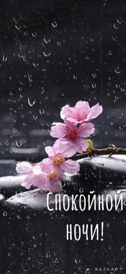 Открытка «Спокойной ночи»: Спокойной ночи: «Нежная сакура под дождем». Тэги: Спокойной ночи, красивые, Спокойной ночи…