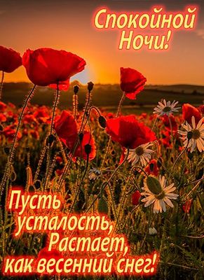 Открытка «Спокойной ночи»: Спокойной ночи: Красивые маки и ромашки на закате. Тэги: Спокойной ночи, красивые, Спокойн…