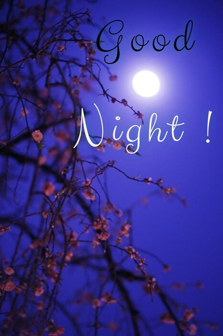 Открытка «Доброй ночи»: Доброй ночи: Лунный свет и цветущие ветви.