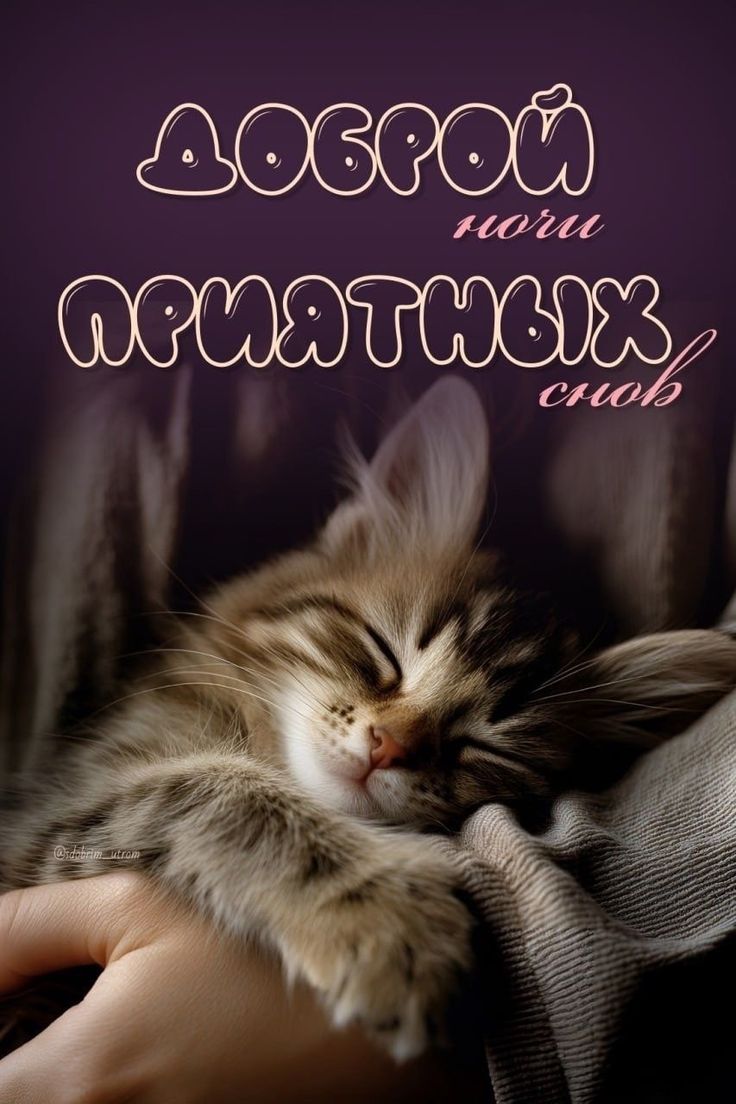 Открытка «Доброй ночи»: Доброй ночи: милый котенок сладко спит. Тэги: пожелание, кот, надпись, милый, животное…