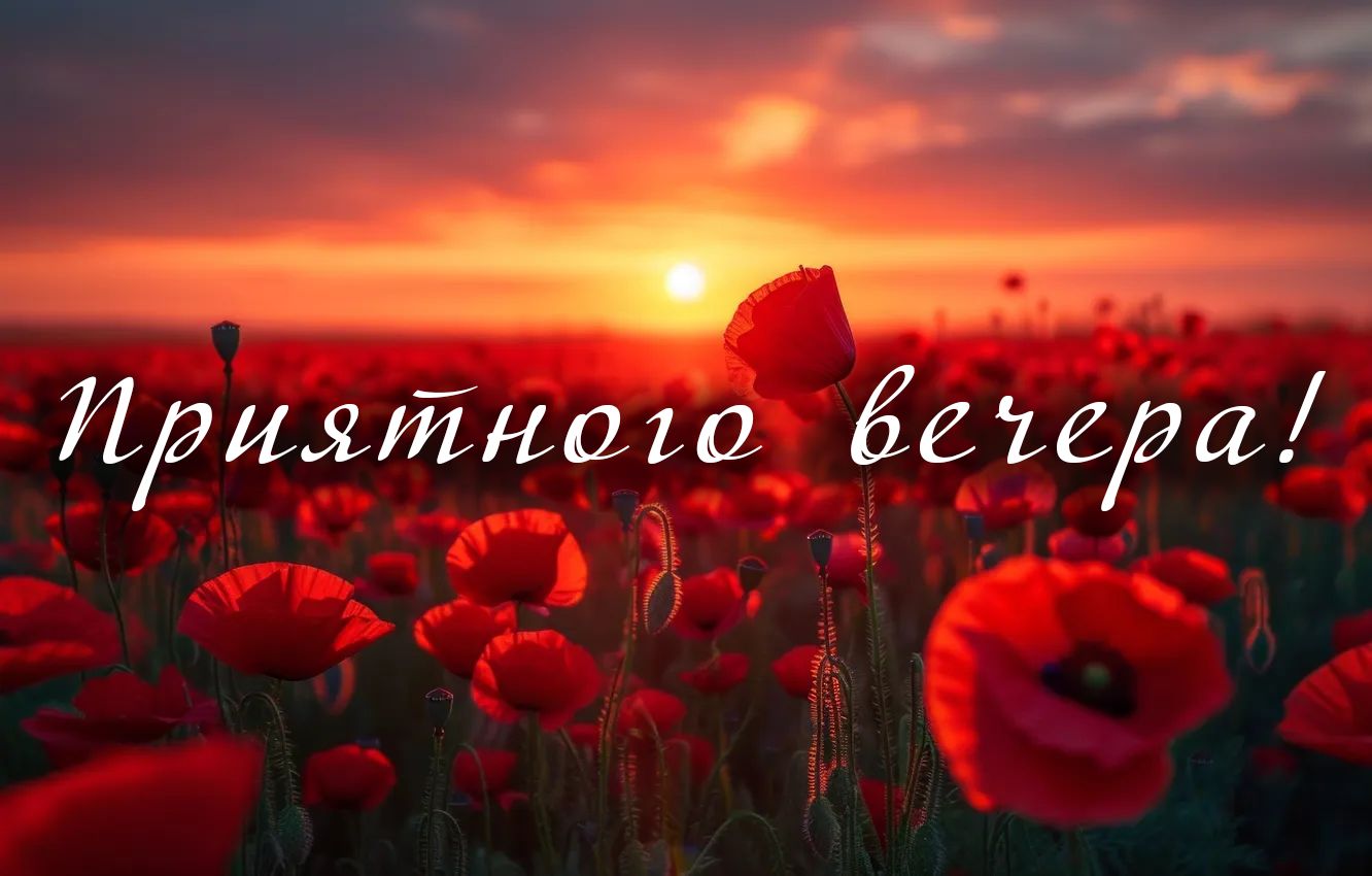 Открытка «Добрый вечер и пожелания»: Добрый вечер: «Приятного вечера» — поле маков. Тэги: Добрый вечер красивые…