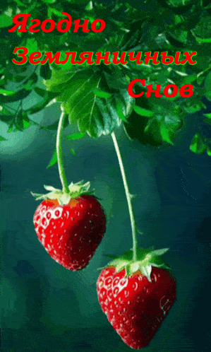 Открытка «Доброй ночи»: Доброй ночи: «Ягодного земляничных снов». Тэги: пожелание, милый, лето, яркий, природа, ночь…