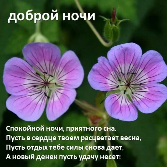 Открытка «Доброй ночи»: Доброй ночи: «Весенние цветы» в сердце.