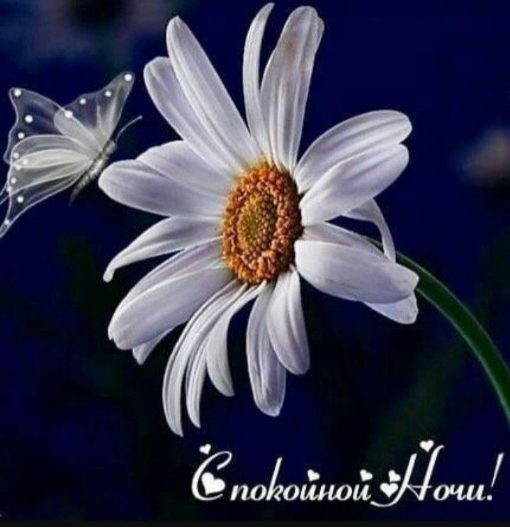 Открытка «Спокойной ночи»: Спокойной ночи: Открытка с ромашкой и бабочкой. Тэги: пожелание, надпись, красивый, отдых…
