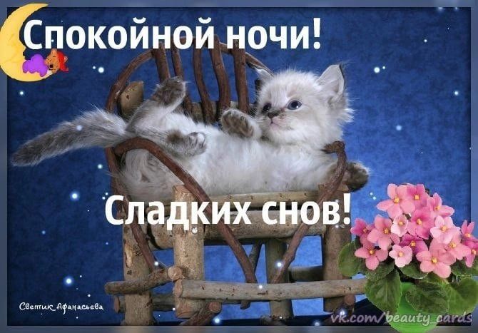 Открытка «Спокойной ночи»: Спокойной ночи: «Сладких снов» с пушистым котом. Тэги: пожелание, кот, милый, красивый…