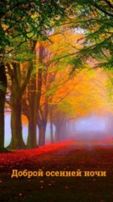 Открытка «Доброй ночи»: Доброй ночи: Волшебный лес в тумане.