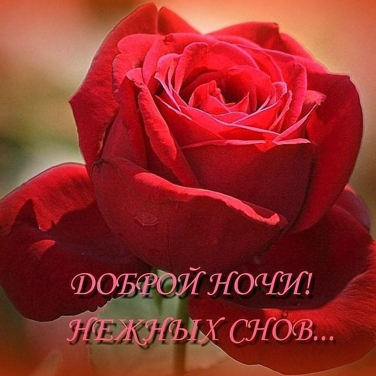 Открытка «Доброй ночи»: Добрый ночи: нежная красная роза. Тэги: пожелание, надпись, красивый, нежный, отдых, роза…