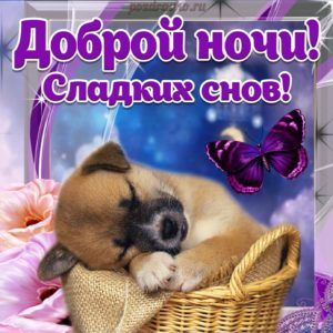 Открытка «Доброй ночи»: Доброй ночи! Сладких снов: милая открытка со щенком.