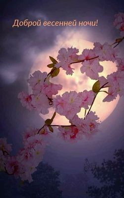Открытка «Доброй ночи»: Доброй ночи: нежная открытка с весенней сакурой.