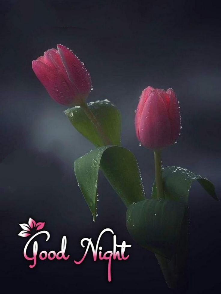 Открытка «Доброй ночи»: Пожелание «Доброй ночи» с нежными розовыми тюльпанами.