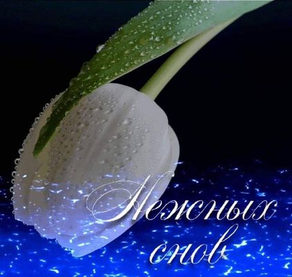 Открытка «Доброй ночи»: Доброй ночи: Нежный тюльпан в каплях росы.