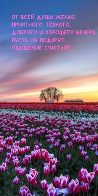 Открытка «Добрый вечер и пожелания»: Добрый вечер: поле тюльпанов и пожелание счастья. Тэги: Добрый вечер, с цветами…
