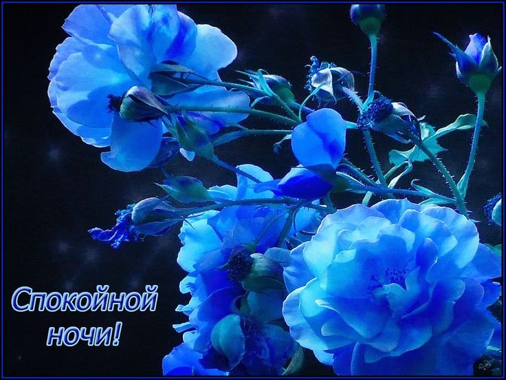 Открытка «Доброй ночи»: Спокойной ночи! Синие розы для чудесного настроения. Тэги: Спокойной ночи, любимая женщина…