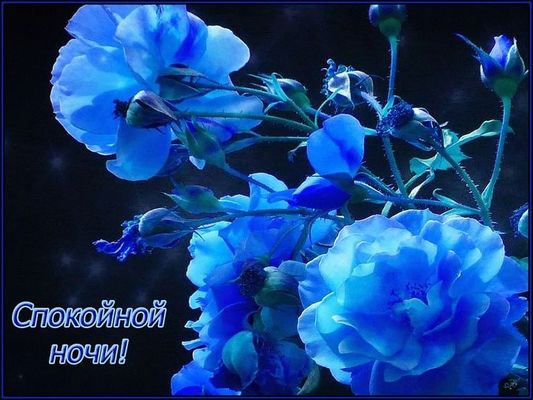 Открытка «Доброй ночи»: Спокойной ночи! Синие розы для чудесного настроения. Тэги: Спокойной ночи, любимая женщина…